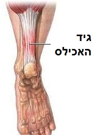 %d7%a2%d7%99%d7%a1%d7%95%d7%99-%d7%92%d7%99%d7%93-%d7%90%d7%9b%d7%99%d7%9c%d7%a1